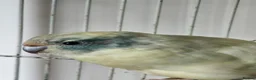 Parakeets birds for sale: Kakariki hen in Bradford - Advert 1