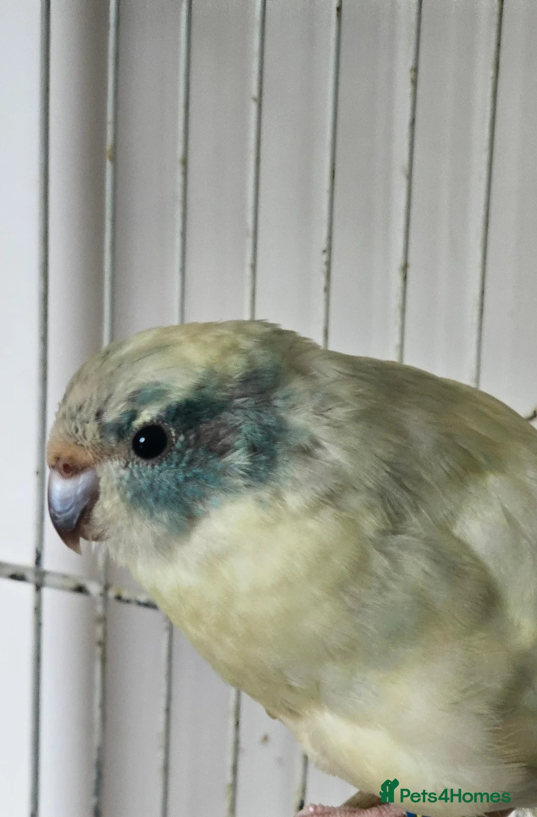 Parakeets birds for sale: Kakariki hen in Bradford - Advert 1
