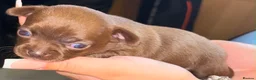 Chihuahua dogs for sale: 3 chihuahua puppy’s for sale - Advert 5