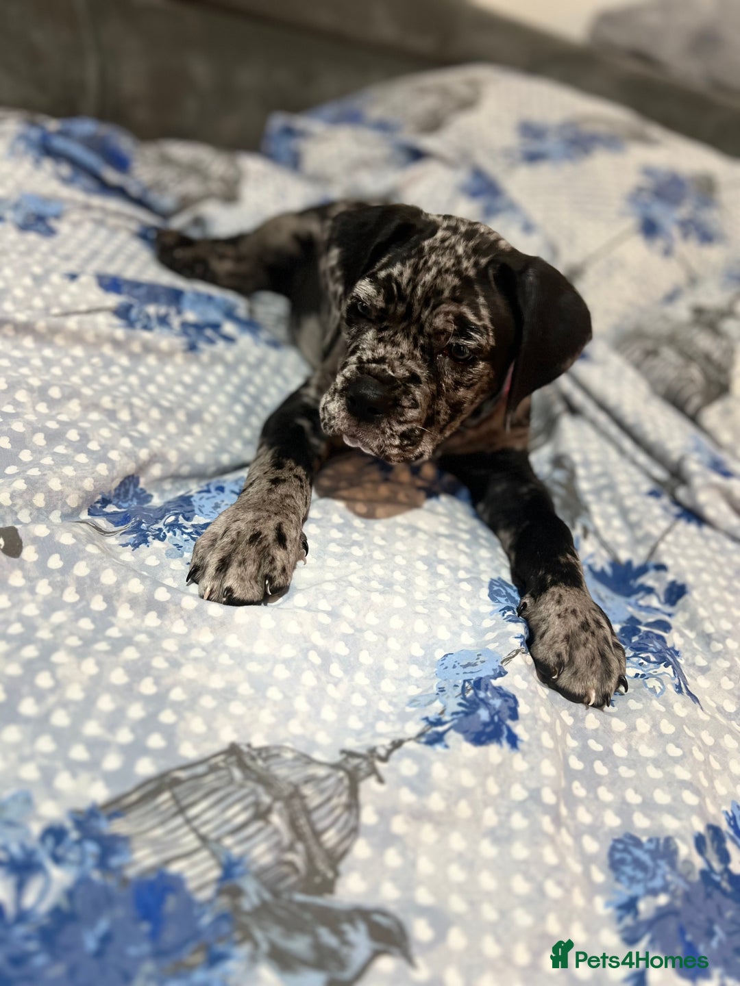 Cane Corso dogs for sale: Cane corso Merle  - Image 6