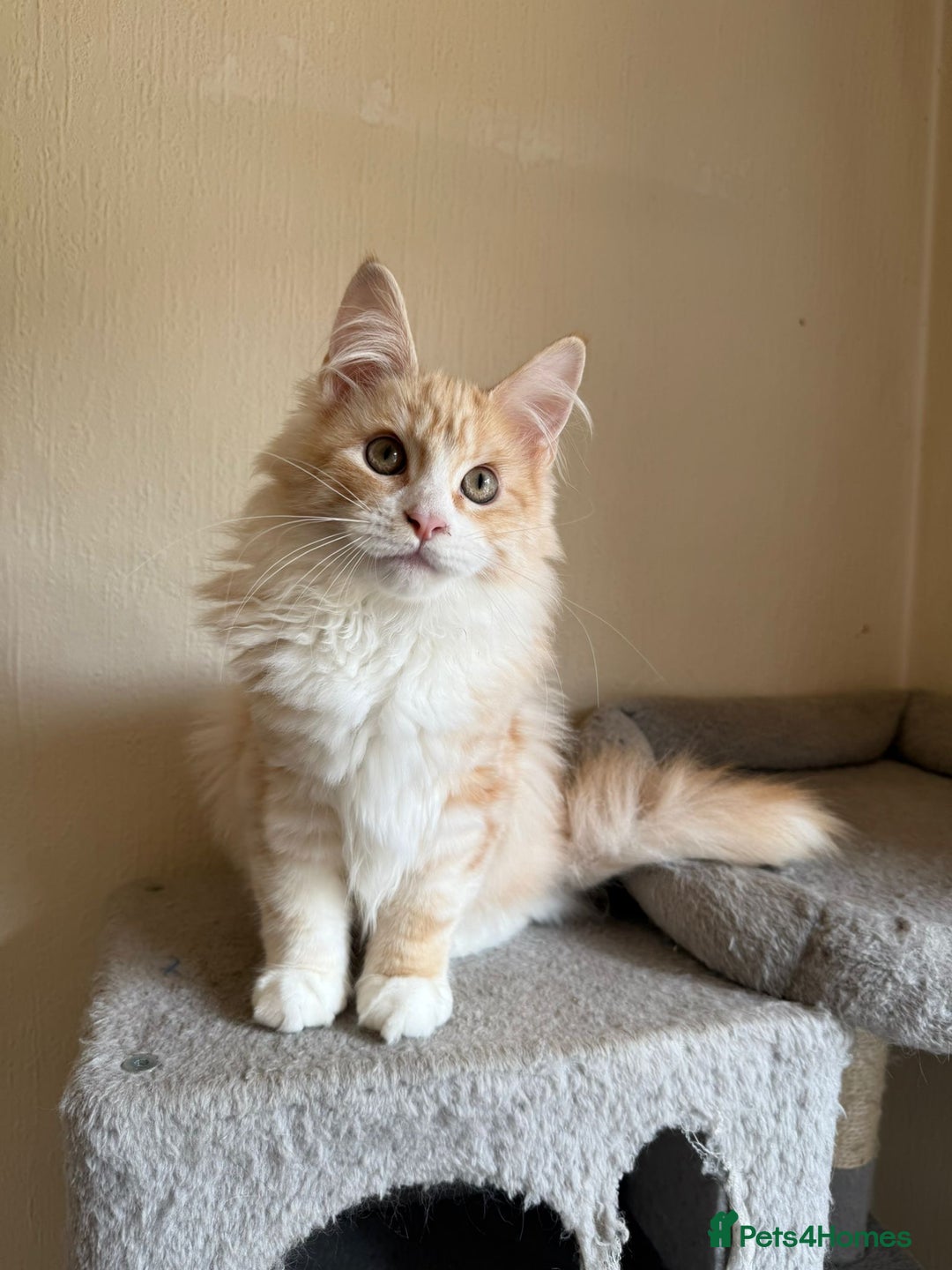 Maine Coon cats for sale: Stunning Maine coon kittens - Image 9