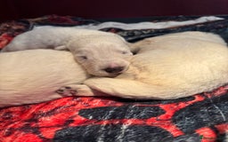 White Swiss Shepherd dogs for sale: Stunning White Swiss Shepherd pups - Advert 5