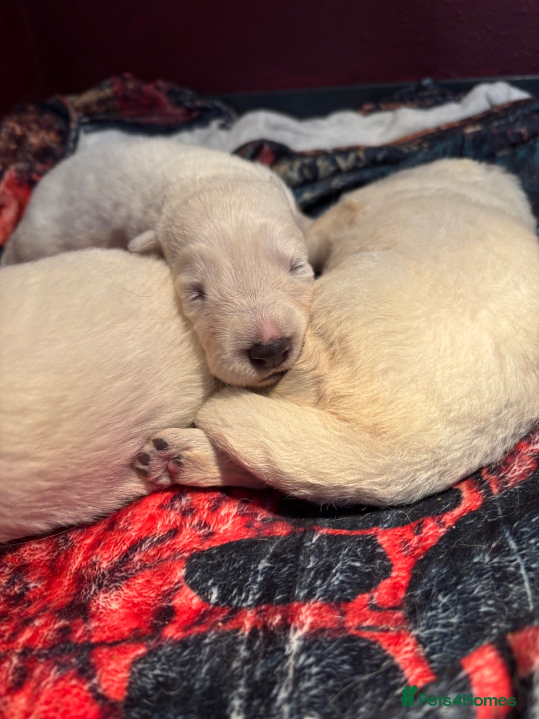 White Swiss Shepherd dogs for sale: Stunning White Swiss Shepherd pups - Advert 5