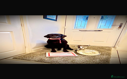 Labrador Retriever dogs for sale: Red fox labradors - Image 13