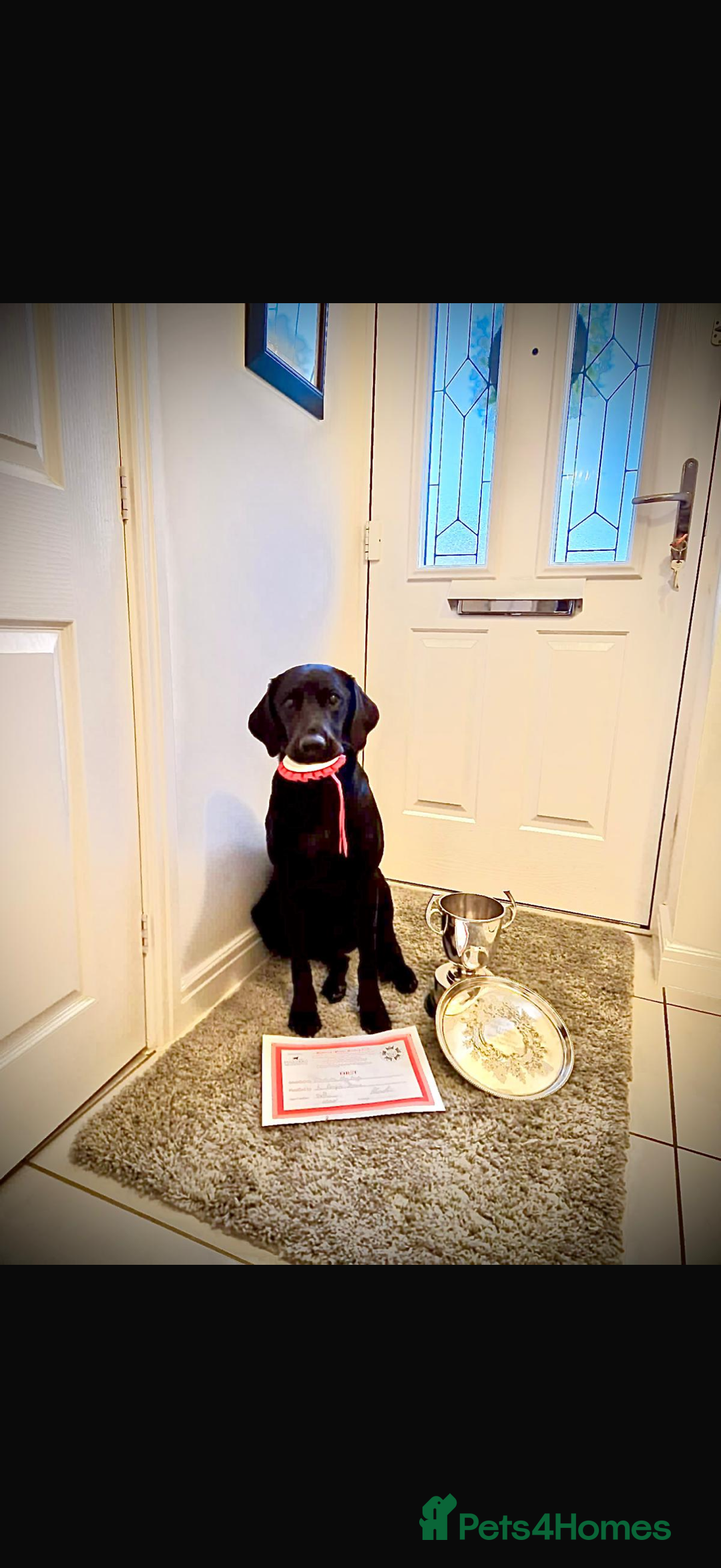 Labrador Retriever dogs for sale: Red fox labradors - Image 13