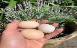 Chickens poultry for sale: 2x silkies 1x polish  - Image 3