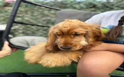 Cocker Spaniel dogs for sale: 7m Cocker Spaniel Puppy - Image 1