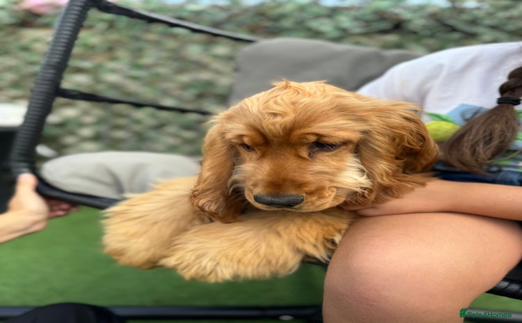 Cocker Spaniel dogs - Advert 3