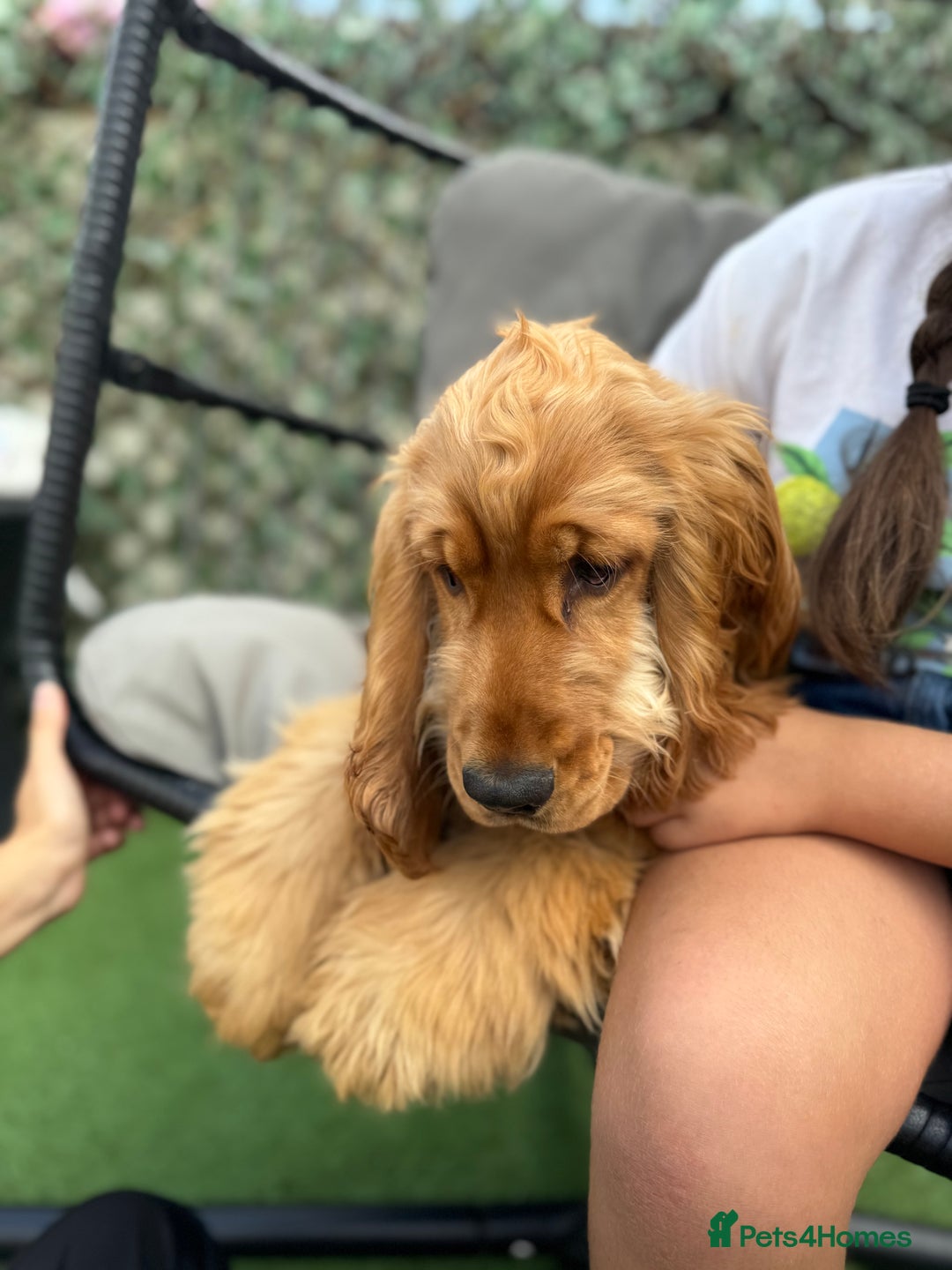 Cocker Spaniel dogs for sale: 7m Cocker Spaniel Puppy - Image 1