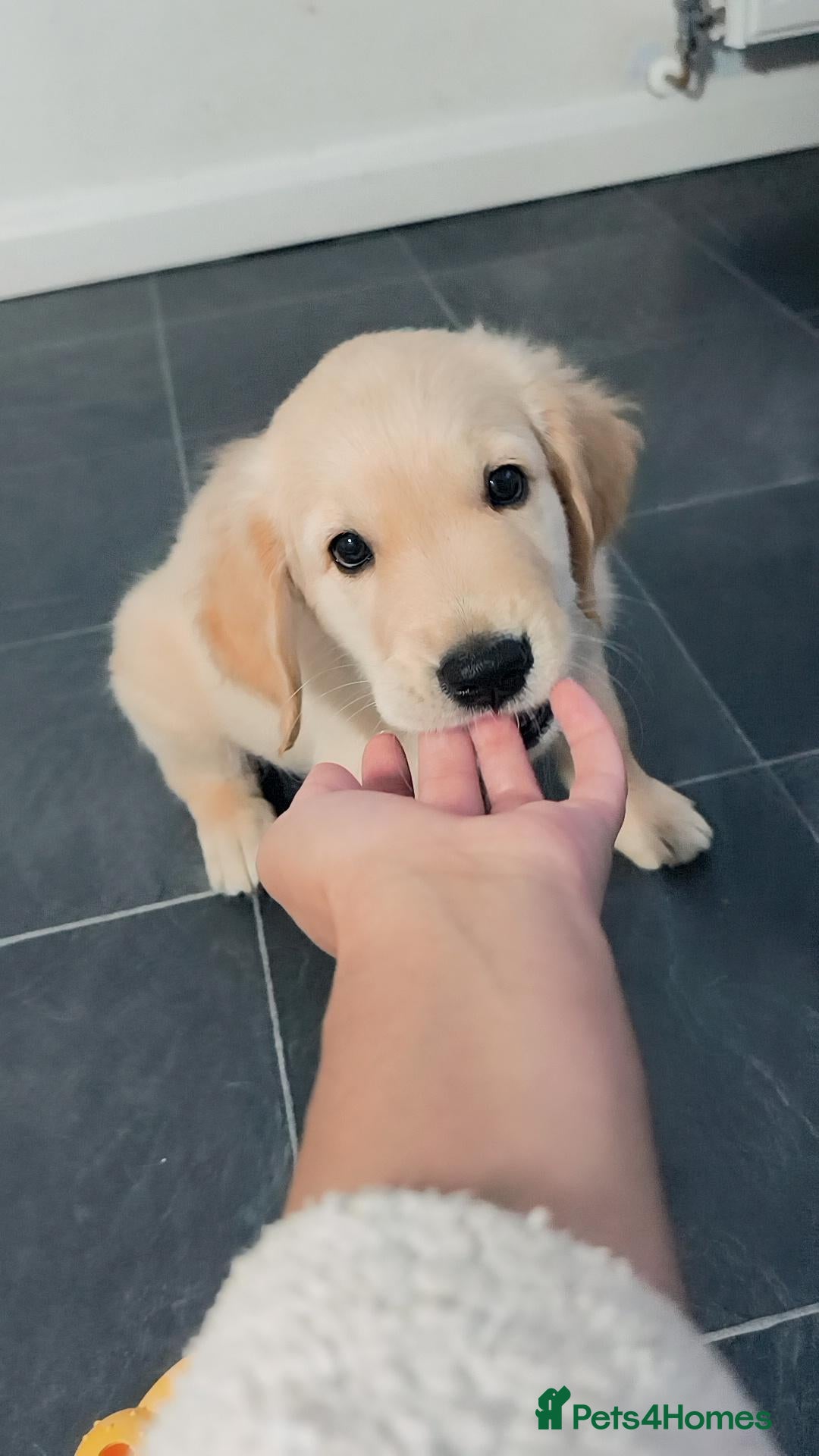 Golden Retriever dogs ✨🐾 Beautiful Golden Retriever Puppies🐾✨ - Advert 2