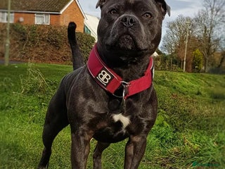 Staffordshire Bull Terrier dogs 🇬🇧One&Only Hercules🇬🇧Health Tested Blue Stud! in Abingdon - Advert 1