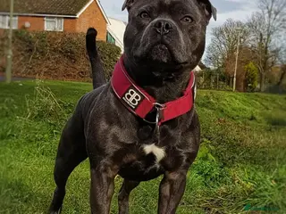 Staffordshire Bull Terrier dogs 🇬🇧 ONE & ONLY HERCULES, BLUE HEALTH TESTED STUD in Abingdon - Advert 1