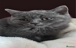 British Shorthair cats for sale: 🐾 Blue British Shorthair Kittens  🐾 - Image 13