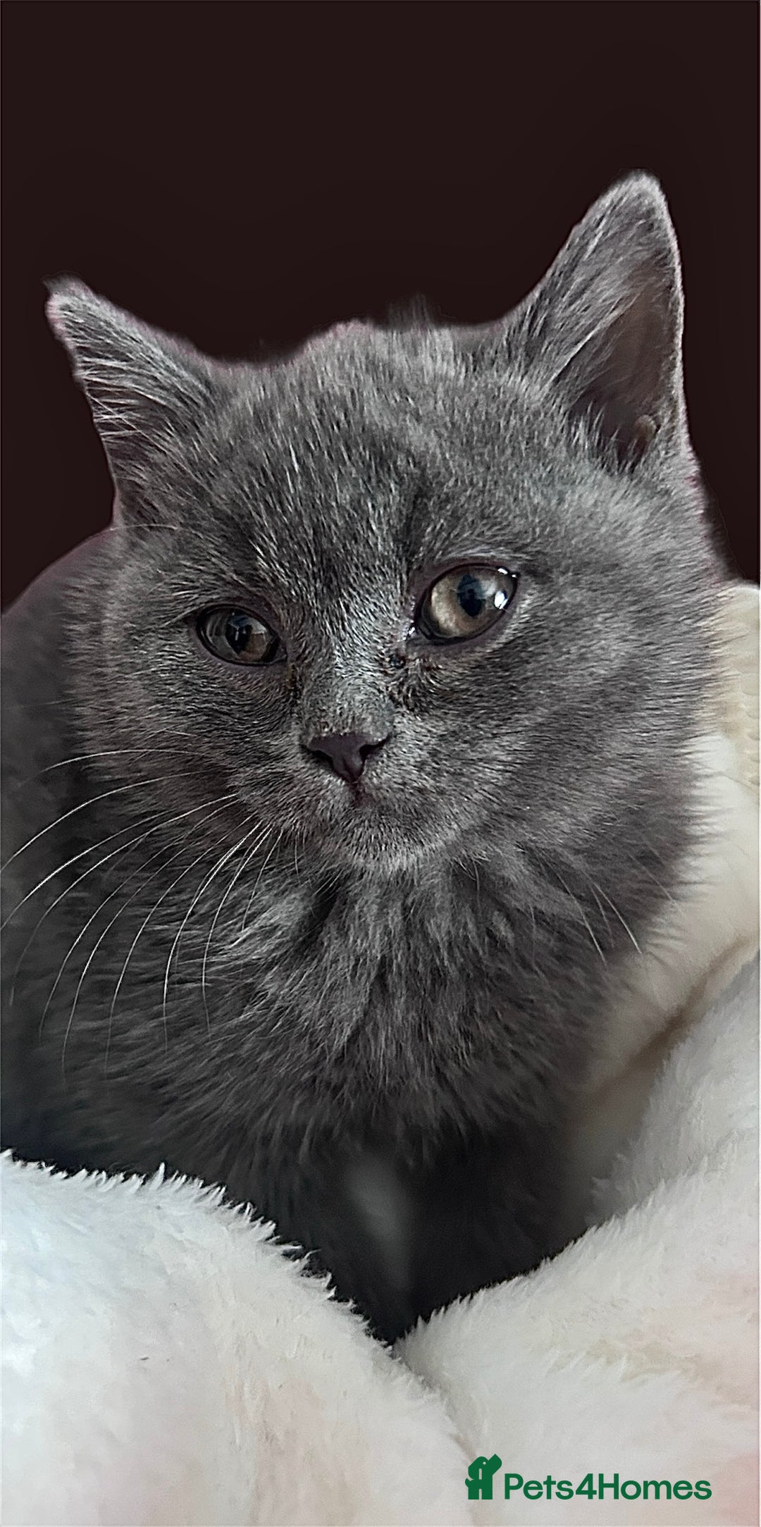 British Shorthair cats for sale: 🐾 Blue British Shorthair Kittens  🐾 - Image 13