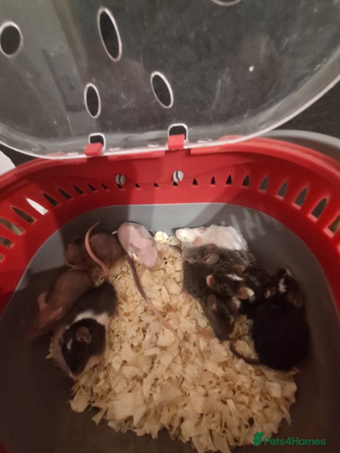 Mouse rodents for sale: Fancy pet mice for sale £8 each  - Advert 5