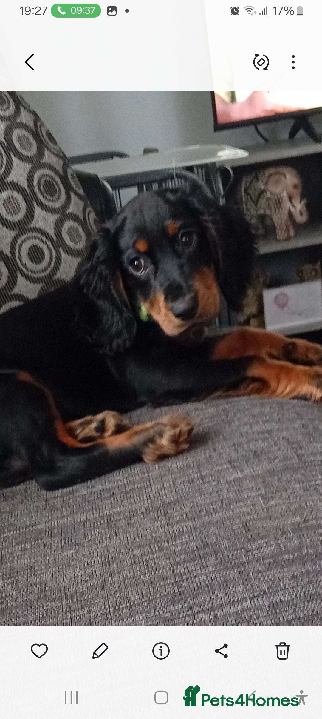Cocker Spaniel dogs for sale: Cocker spaniel  - Image 3