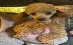 Pomapoo dogs for sale: Toy pomapoos - Image 6