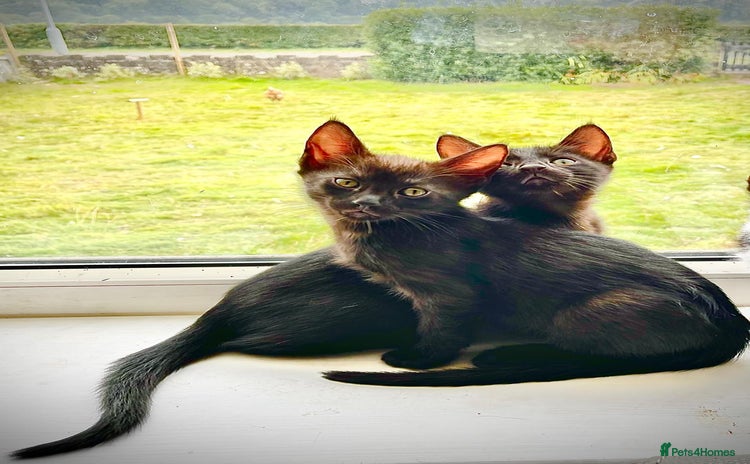 Mixed Breed cats - Advert 3