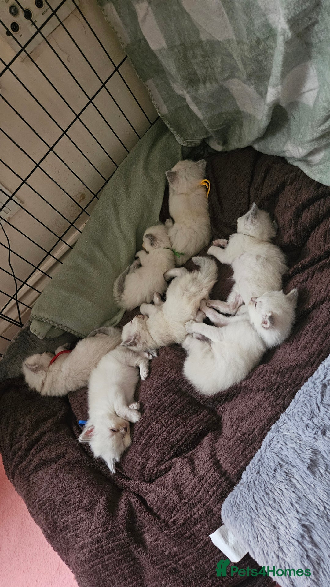 Ragdoll cats for sale: Female Blue Point Ragdolls  - Image 10