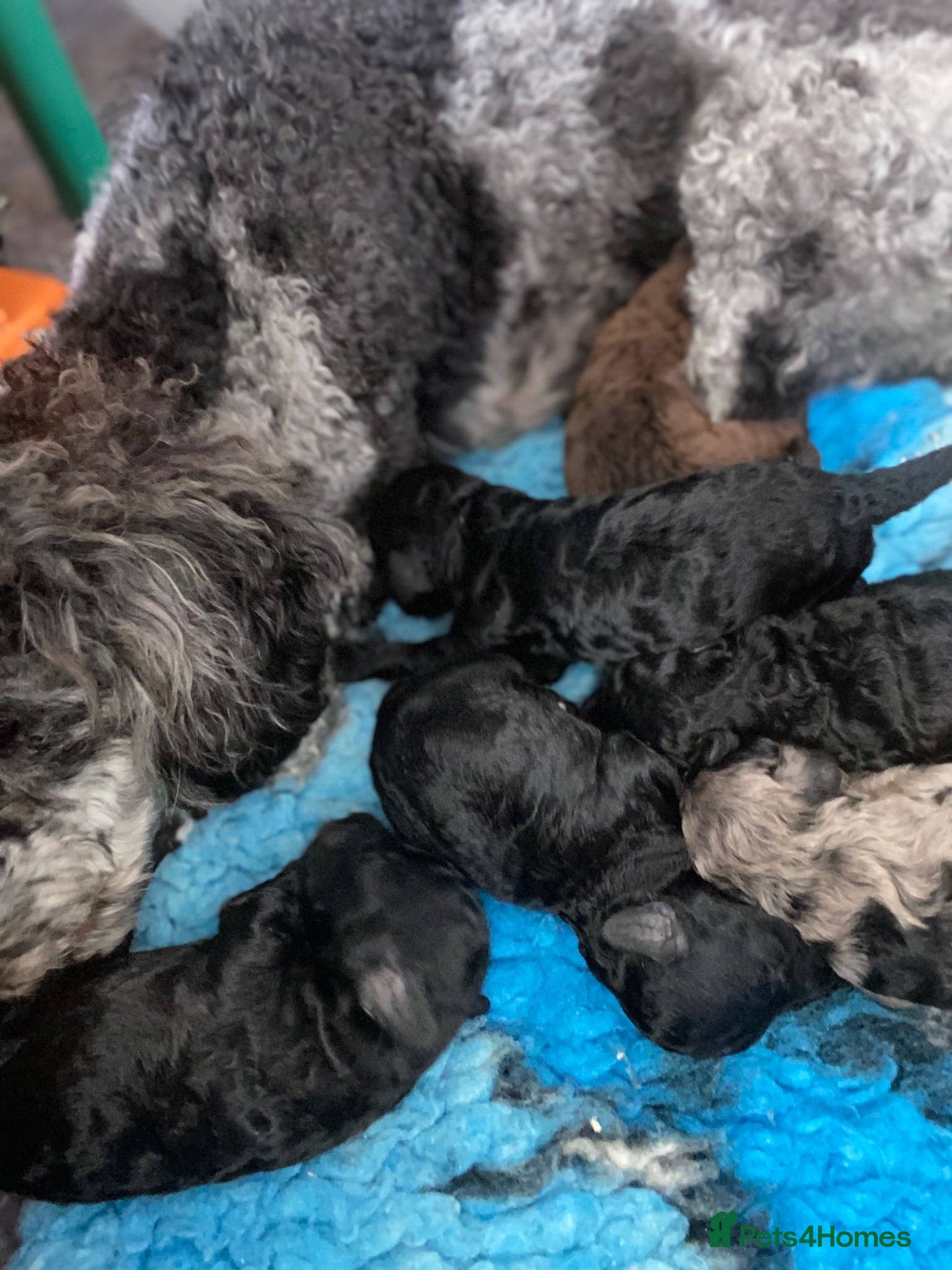 Miniature Poodle dogs Beautiful miniature poodle puppies  - Advert 2