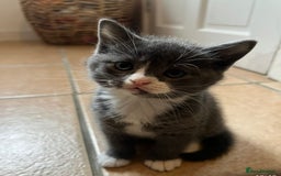 Scottish Fold cats for sale: Scottish fold cross kittens  - Image 8