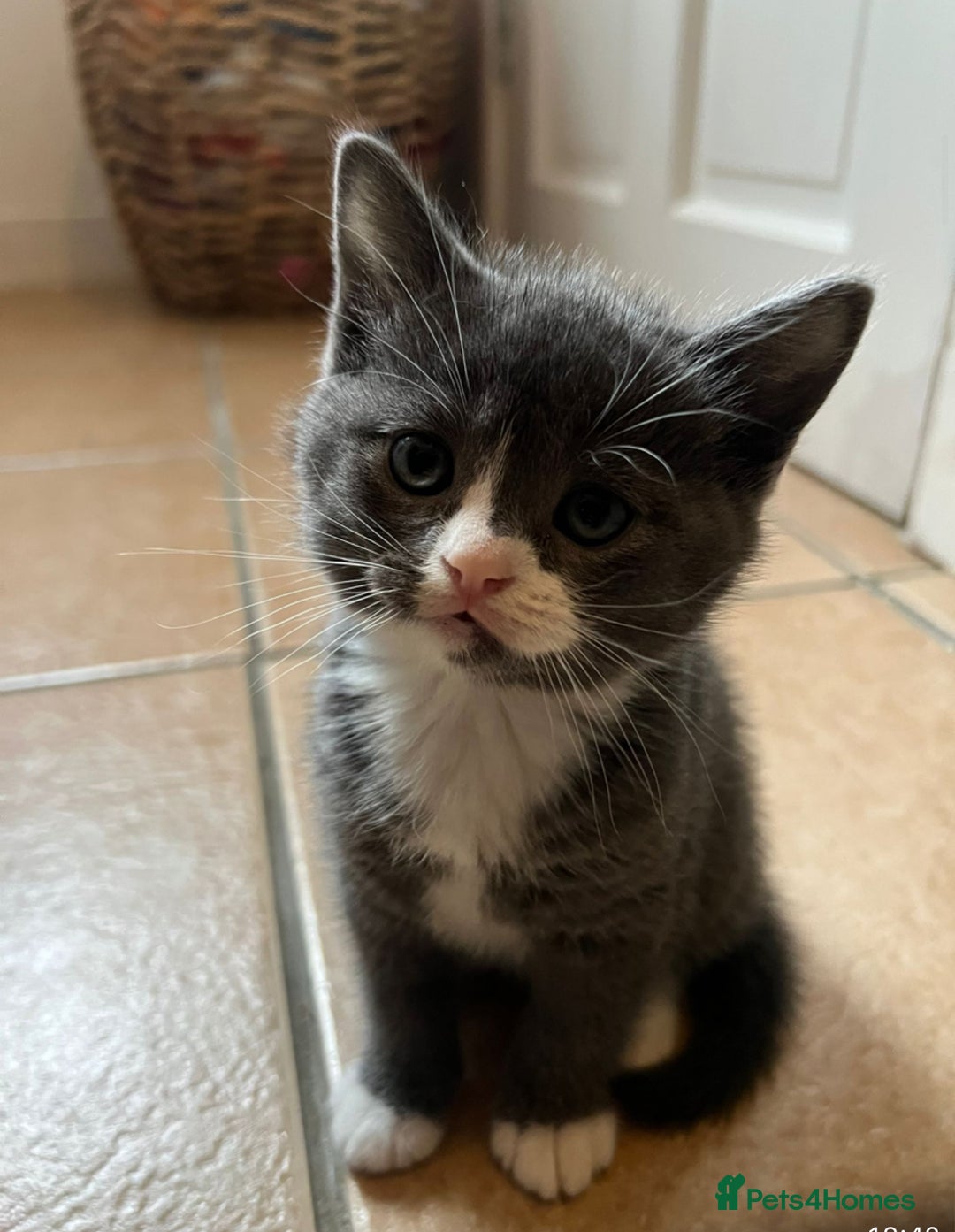 Scottish Fold cats for sale: Scottish fold cross kittens  - Image 8
