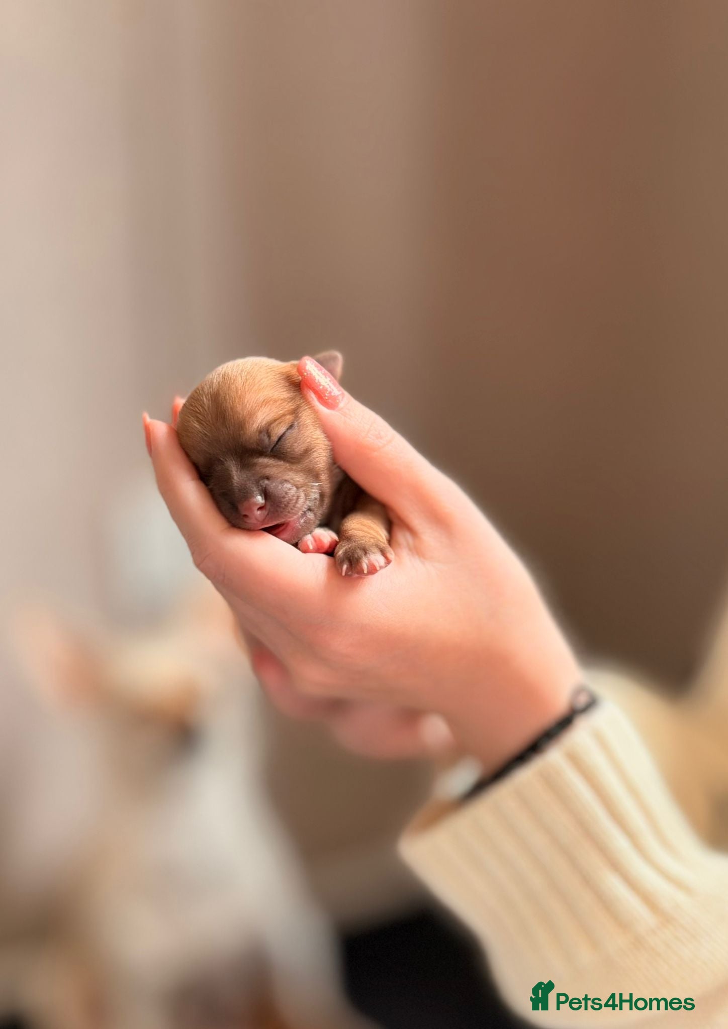 Chihuahua dogs Chihuahua Pups 2 Girls 1 Boy - Advert 10