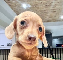 Miniature Dachshund dogs - Advert 14