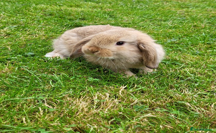 Mini Lop rabbits - Advert 8