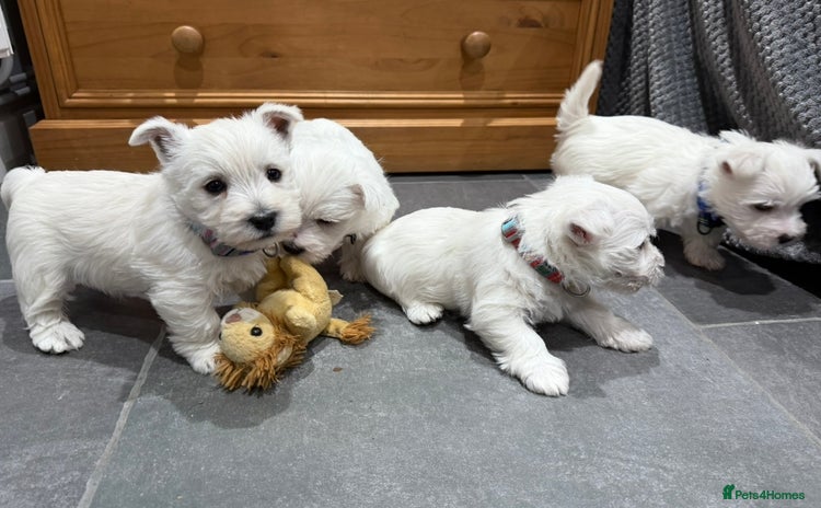 West Highland Terrier dogs - Advert 2