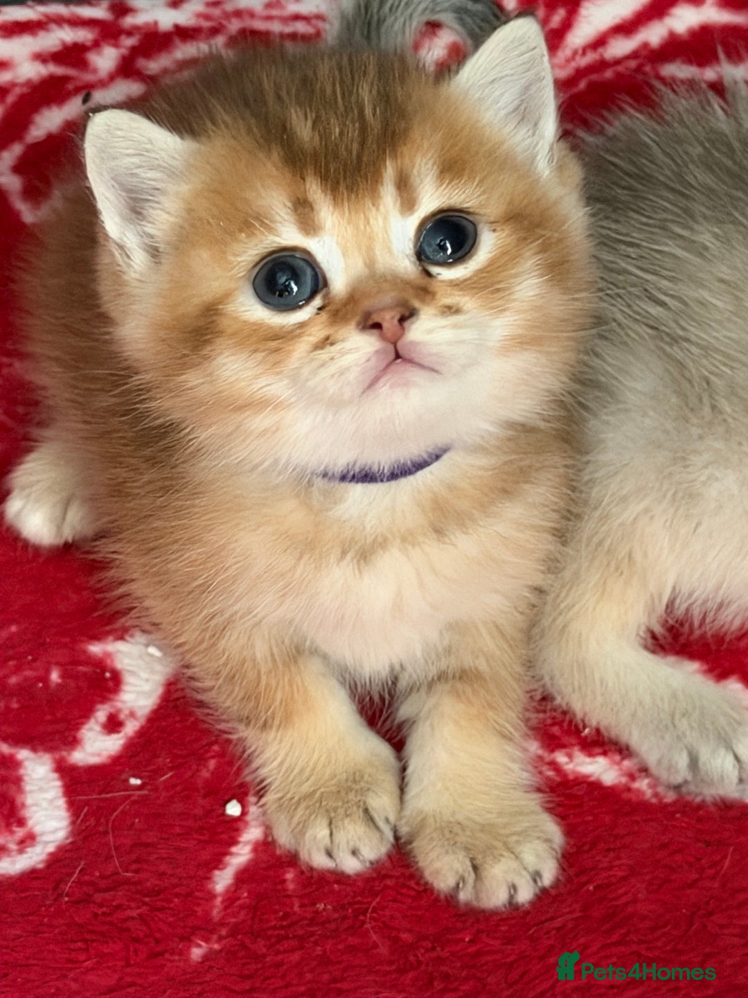 British Shorthair cats for sale: Stunning BSH golden silver kittens TICA - Image 7