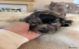 Cocker Spaniel dogs for sale: Beautiful Cocker Spaniel Puppies  - Image 11