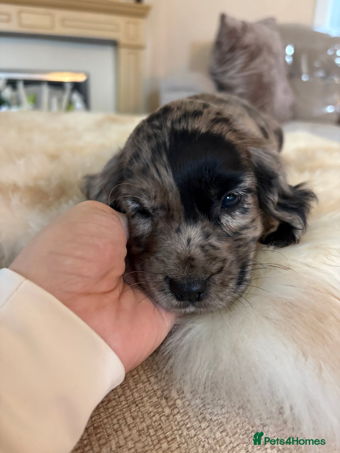 Cocker Spaniel dogs for sale: Beautiful Cocker Spaniel Puppies  - Image 11