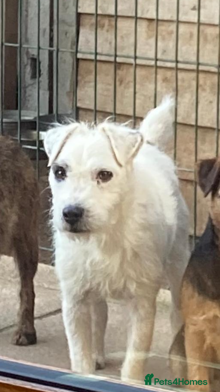 Jack Russell dogs for stud: Stud only - Advert 1