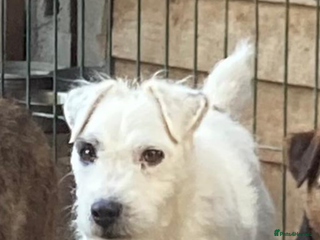 Jack Russell dogs Stud only - Advert 2