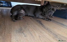 French Bulldog dogs for sale: French bulldog  - Image 2