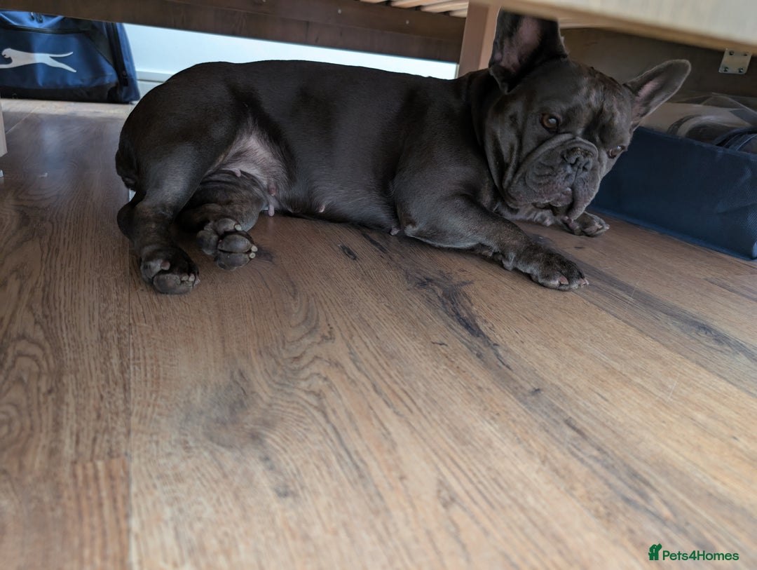 French Bulldog dogs for sale: French bulldog  - Image 2