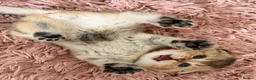 Scottish Fold cats for sale:  Golden Chinchilla Scottish ready leave 28/05 - Advert 14