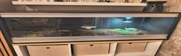 Tortoise reptiles for sale: Red foot tortoise with vivarium  in Walsall - Advert 3