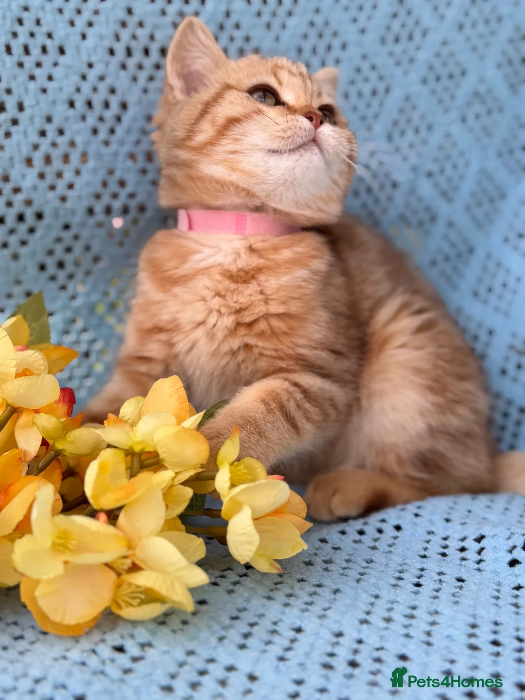 British Shorthair cats for sale: British Shorthair blue/odd eyed kittens  - Advert 2
