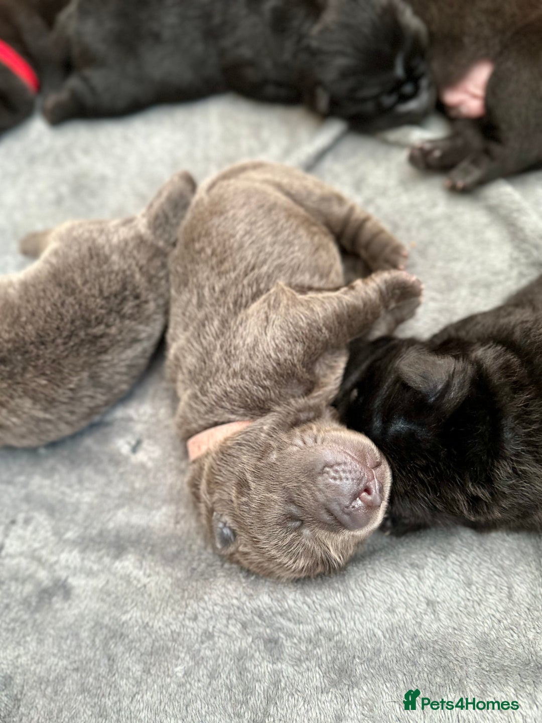 Shar Pei dogs for sale: Beautiful bear/brush coat shar peis  - Image 7