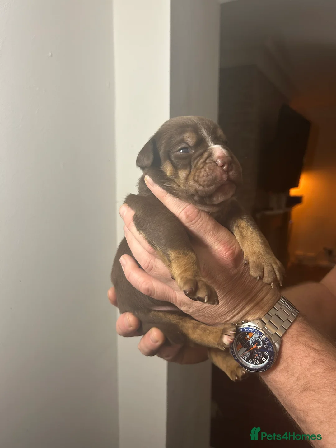 Olde English Bulldogge dogs for sale: 🔥Olde English bulldog puppies 🔥 - Advert 10