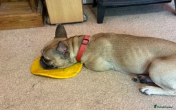 Frug dogs for sale: Frenchie/Pug cross, 18 months to two years old - Image 6