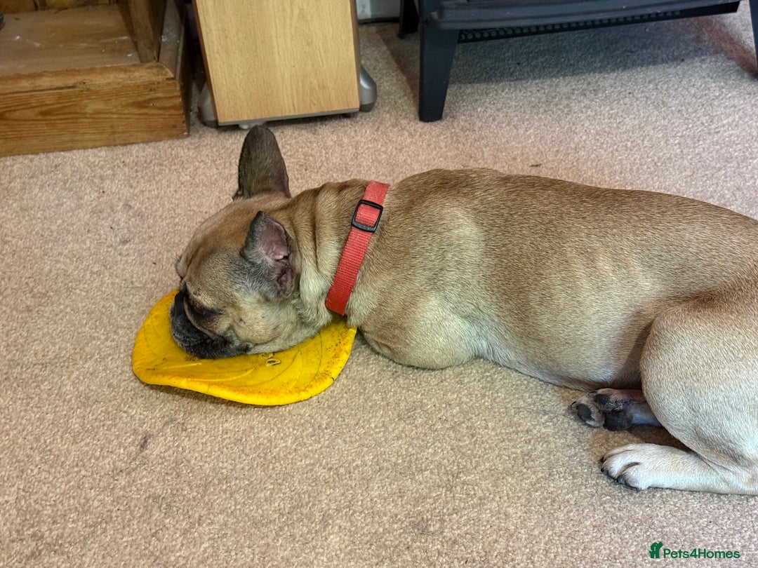 Frug dogs for sale: Frenchie/Pug cross, 18 months to two years old - Image 6