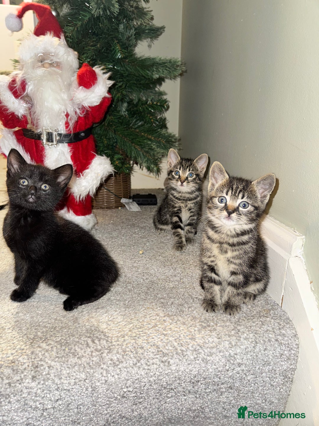 Mixed Breed cats for sale: Gorgeous Kittens ready to go in 2 weeks - Advert 9