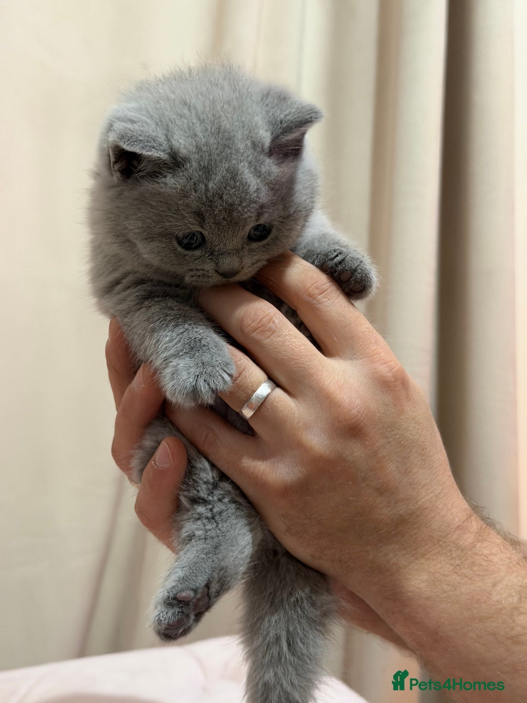 Scottish Fold cats for sale: Scottish Fold/ Straight kitties  - Advert 26