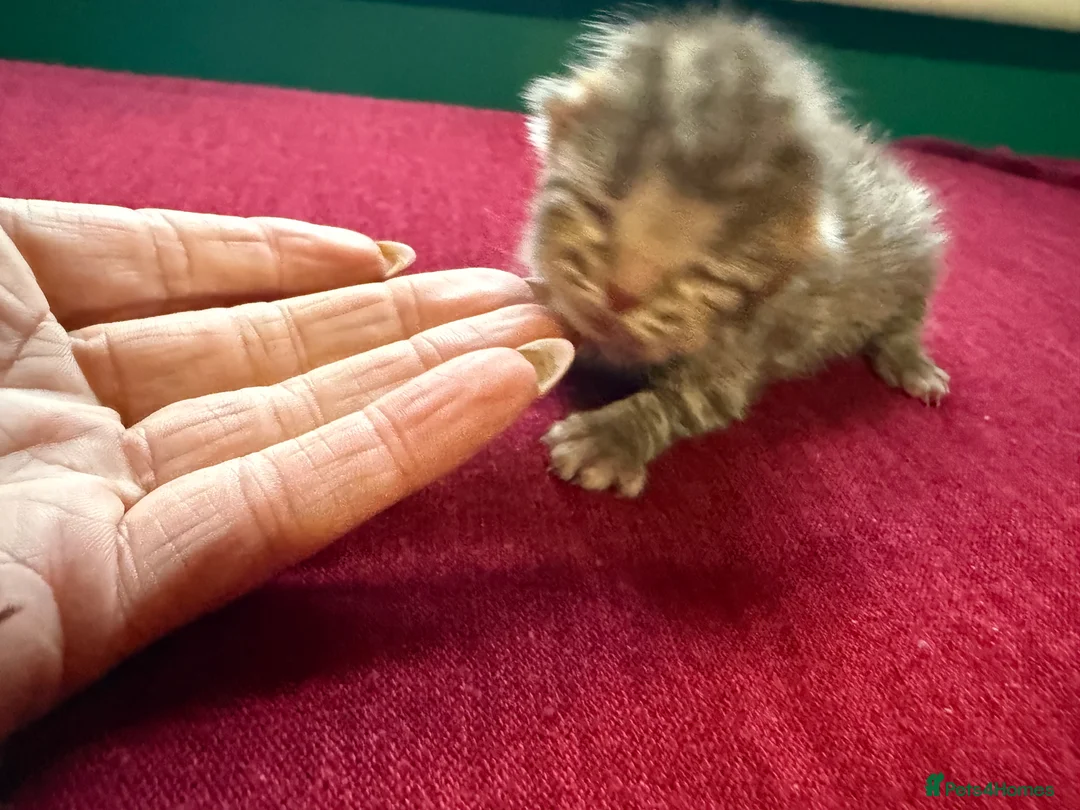 Norwegian Forest Cat cats for sale: 4 super loving fluffy kitties  - Advert 5