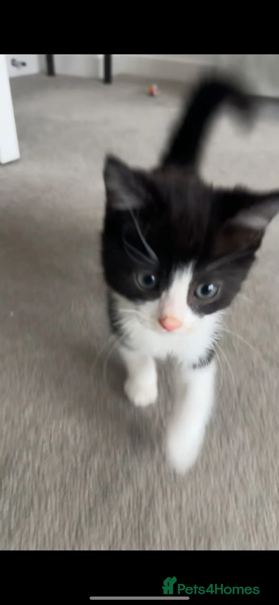 British Shorthair cats for sale: stunning kittens😍 - Advert 8