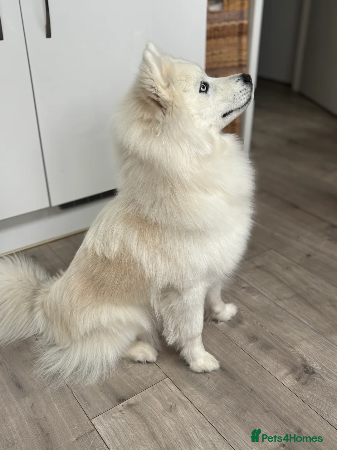 Pomsky dogs for stud: Stunning icy blue eyed F2 Pomsky stud proven  in Dunstable - Advert 9