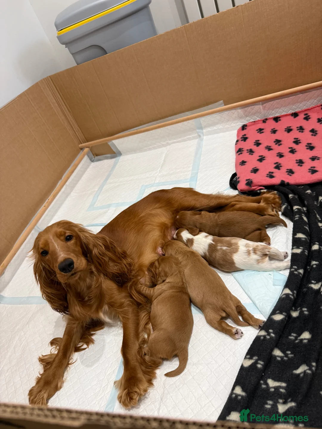 Cockalier dogs for sale: Stunning Cockalier Female Puppy Ready May 1st - Advert 1